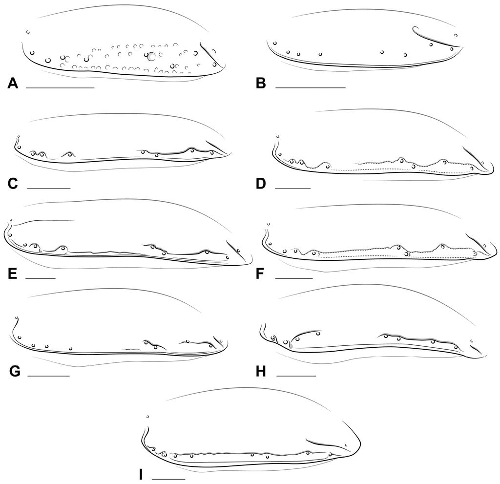Taxonomic review of New World Tachyina (Coleoptera, Carabidae):  descriptions of new genera, subgenera, and species, with an updated key to  the subtribe in the Americas