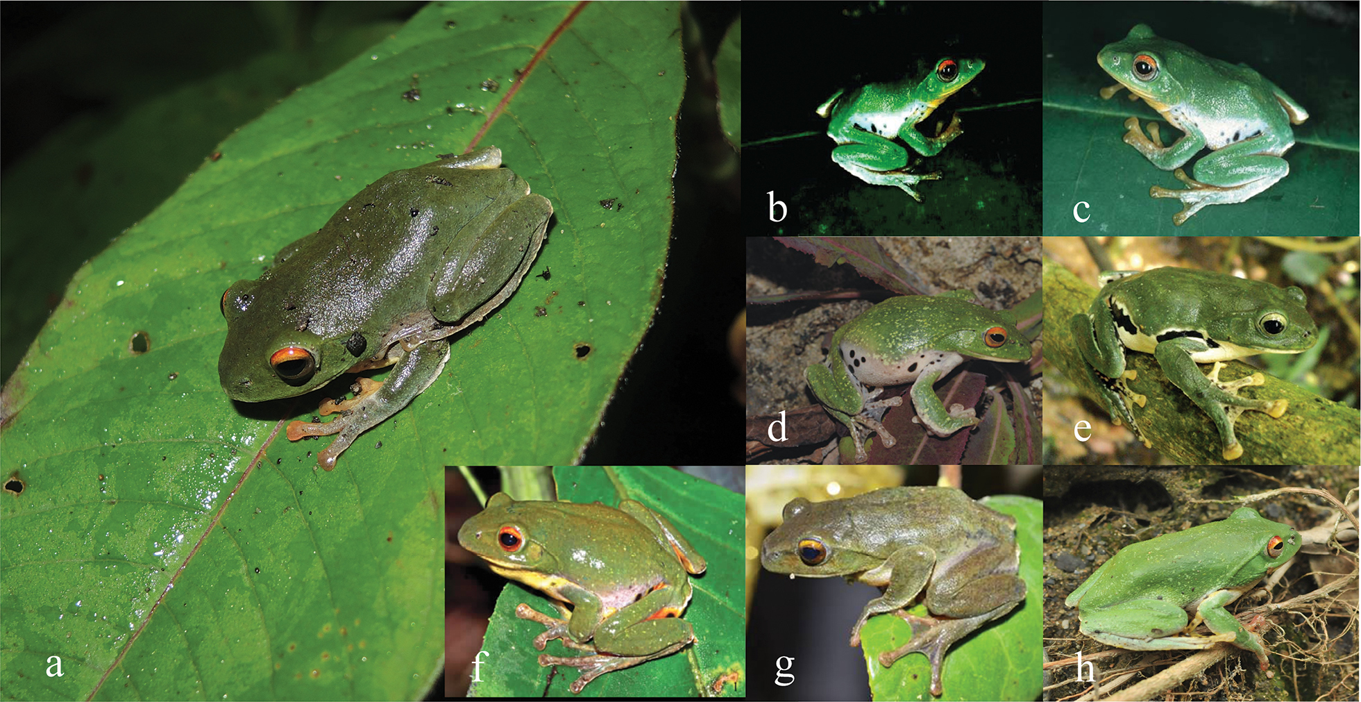 Underestimated species diversity in Zhangixalus (Anura