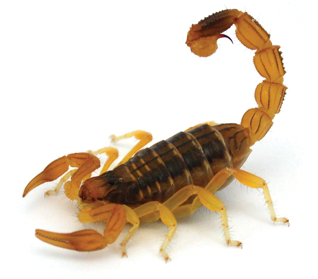 Updated catalogue and taxonomic notes the scorpion genus Buthus Leach, 1815 (Scorpiones,