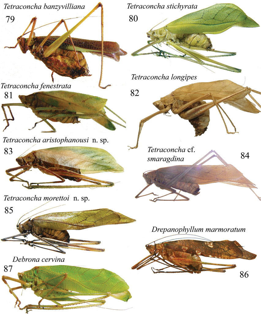 Характеристики отряда насекомых прямокрылые. Отряды насекомых Прямокрылые. Отряд Прямокрылые представители. Прямокрылые и жесткокрылые. Прямокрылые виды.