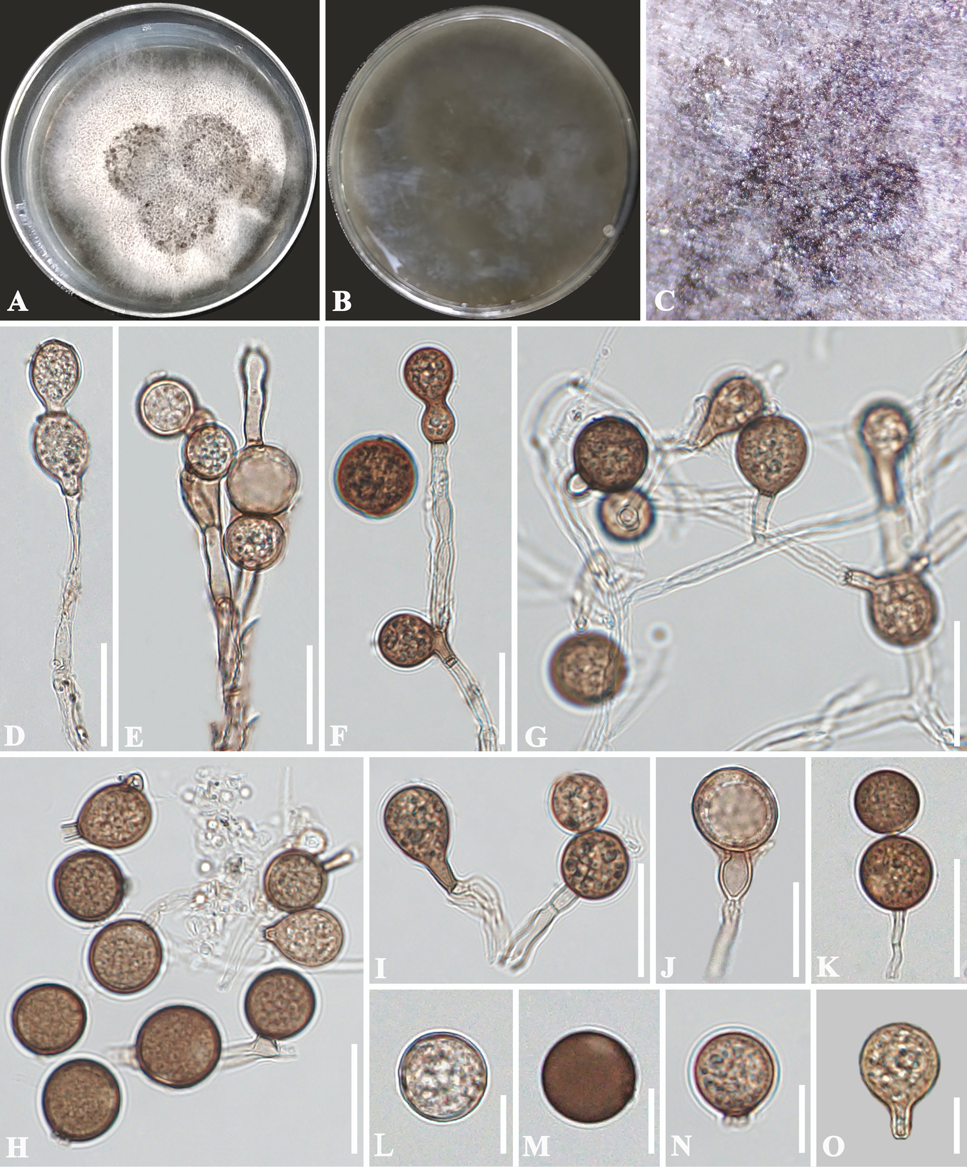 Culturable mycota from Karst caves in Yunnan Province, China