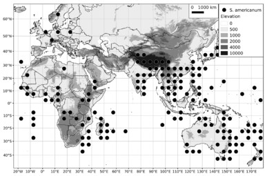 A revision of the Old World Black Nightshades (Morelloid clade of Solanum  L., Solanaceae)