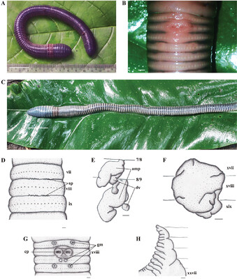 Three new “caecate” earthworm species from Sulawesi, Indonesia