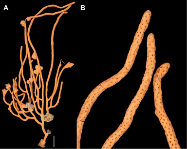 A review of gorgonian coral species (Cnidaria, Octocorallia