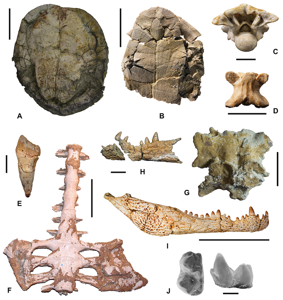 Island life in the Cretaceous - faunal composition, biogeography 