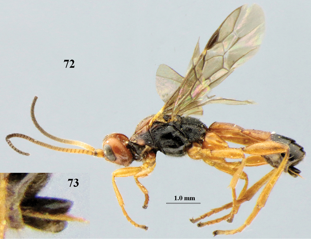 Revision of the western Palaearctic species of Aleiodes Wesmael (Hymenoptera, Braconidae, Rogadinae)