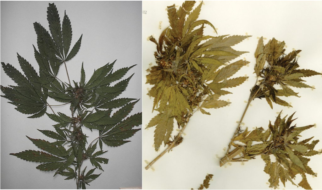 File:Cannabis indica buds and digital scale.jpg - Wikimedia Commons