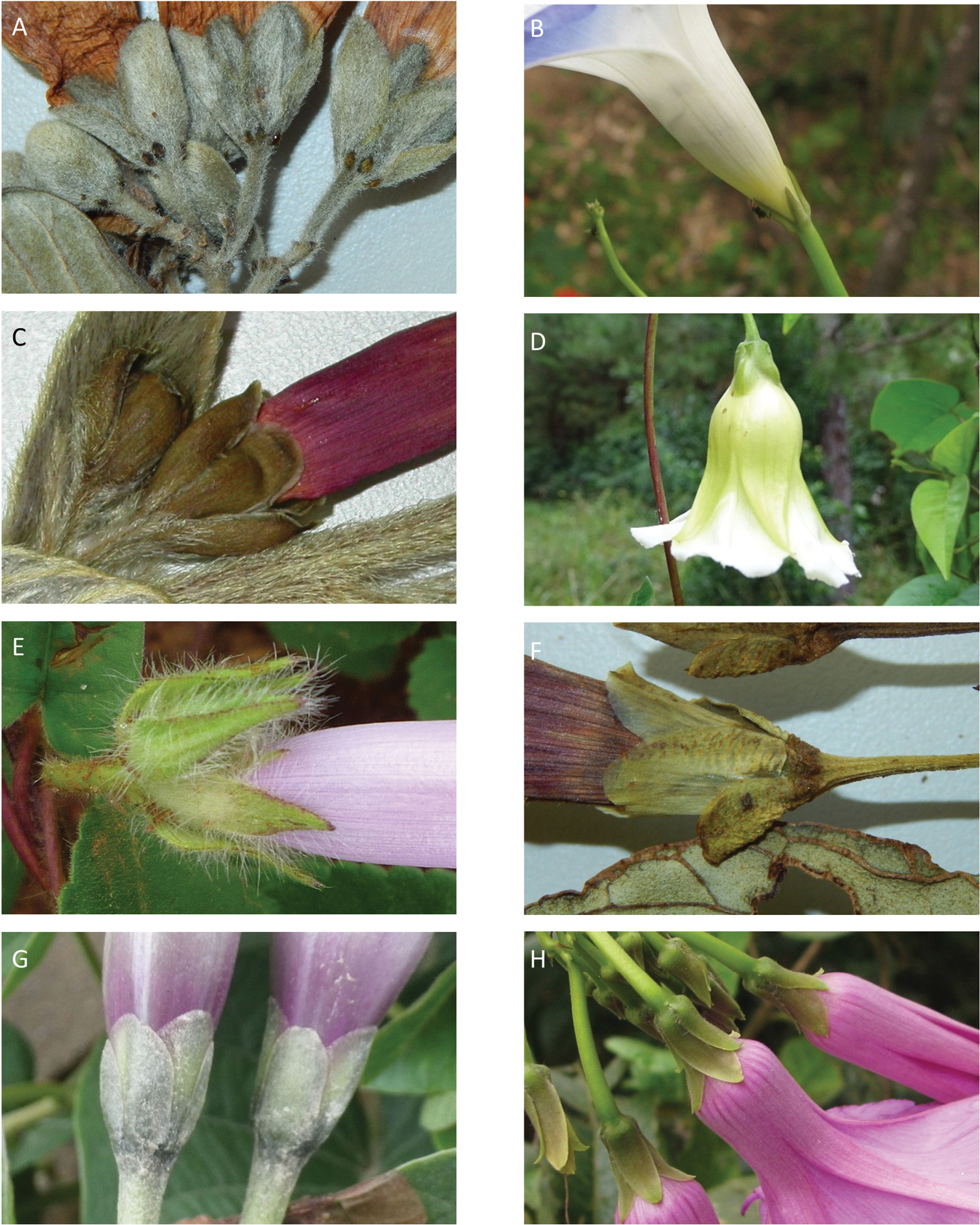 A foundation monograph of Ipomoea (Convolvulaceae) in the New World