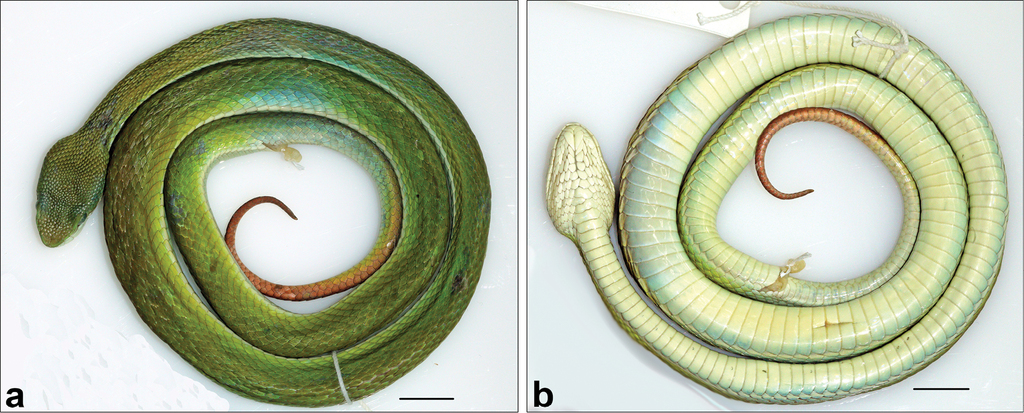 A New Species Of Green Pit Vipers Of The Genus Trimeresurus Lacepede 1804 Reptilia Serpentes Viperidae From Western Arunachal Pradesh India