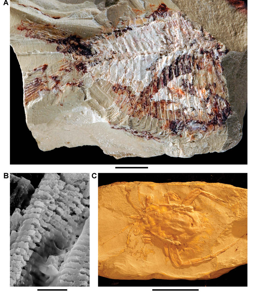 Geology And Paleontology Of The Upper Cretaceous Kem Kem Group Of