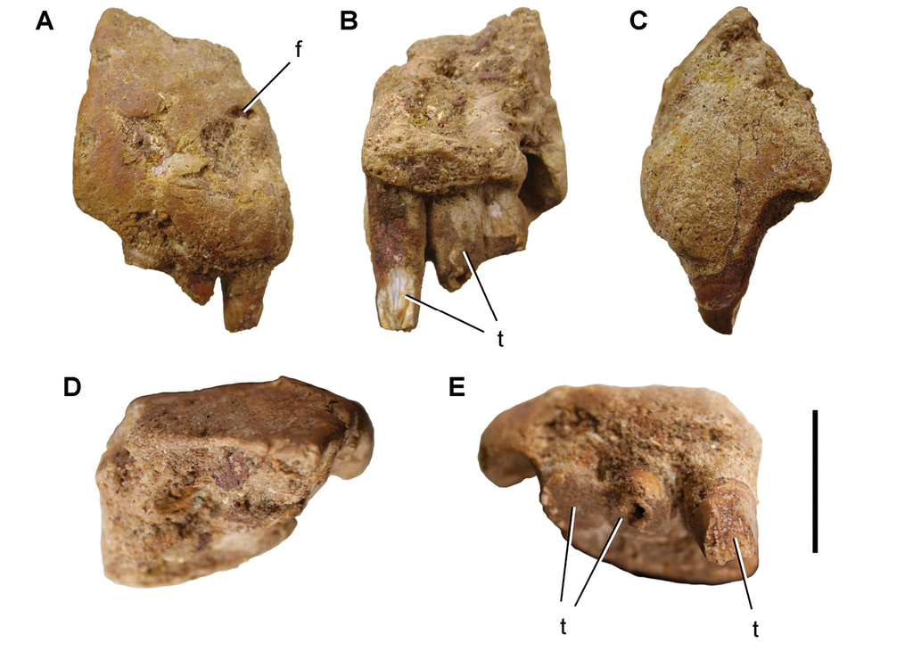 1/4" Small Sea Snake  Fossil Vertebra bone Morocco 10 pcs dinosaur prehistoric 
