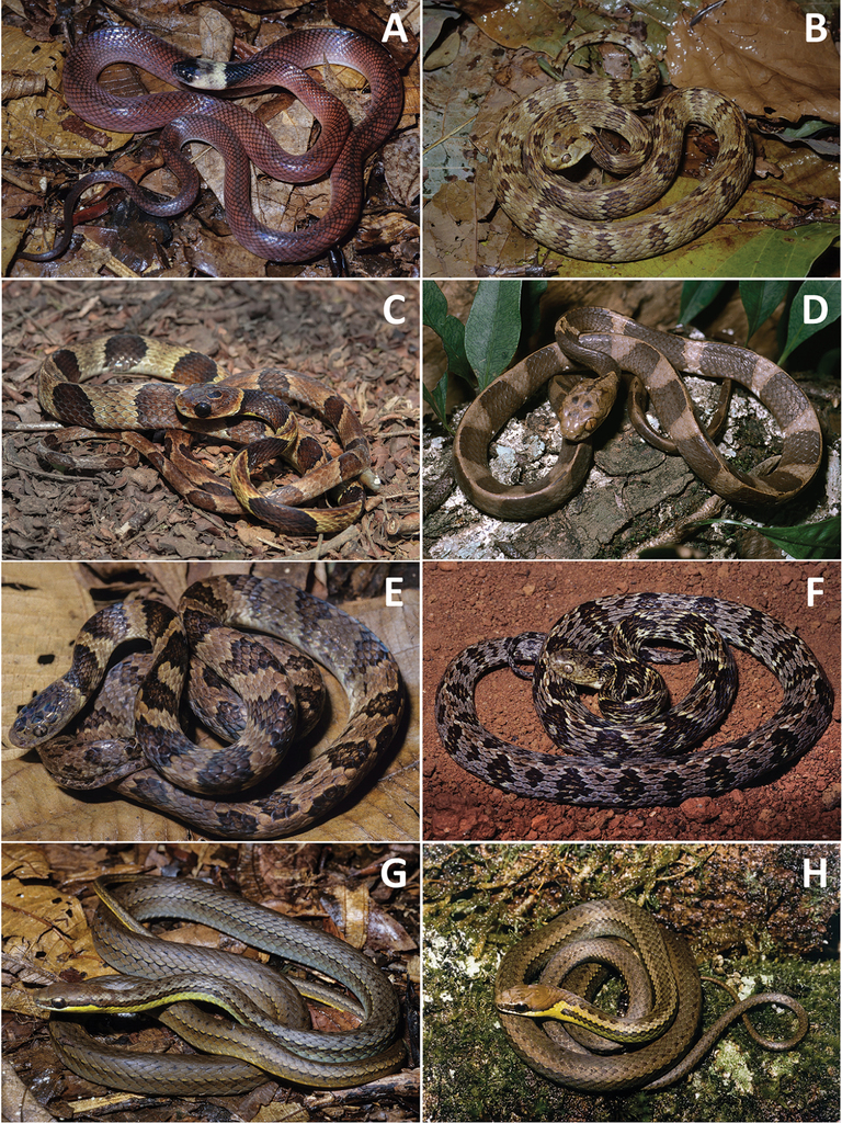 Brazilian Snake 2001