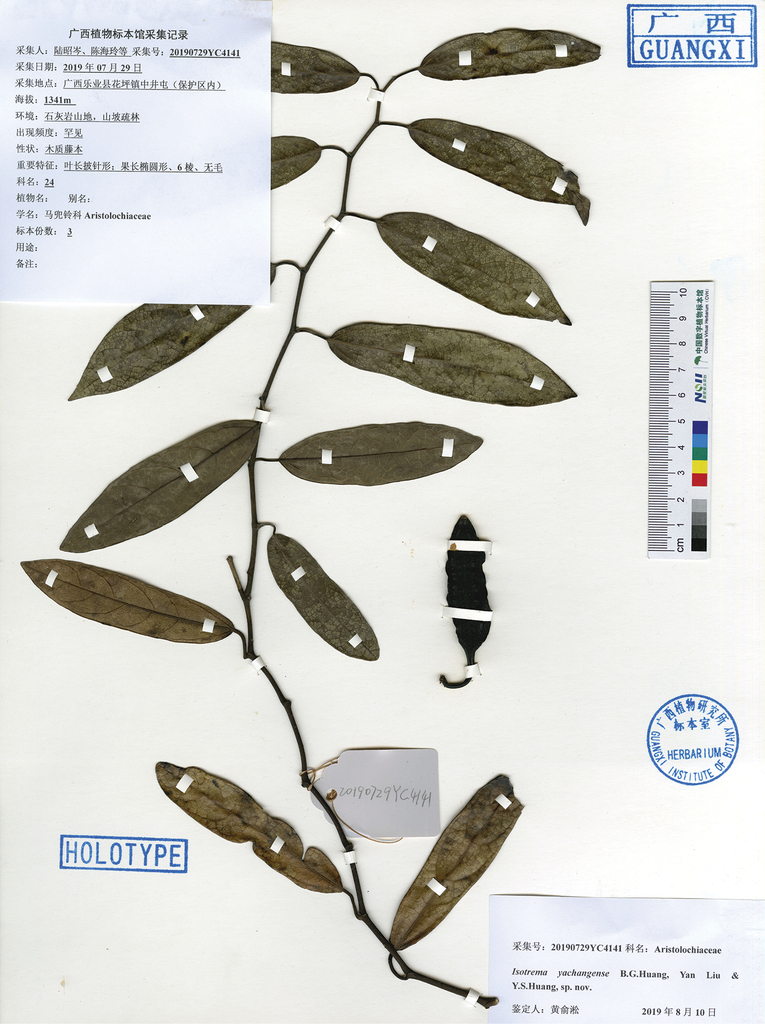 Aristolochia yachangensis, a new species of Aristolochiaceae from 