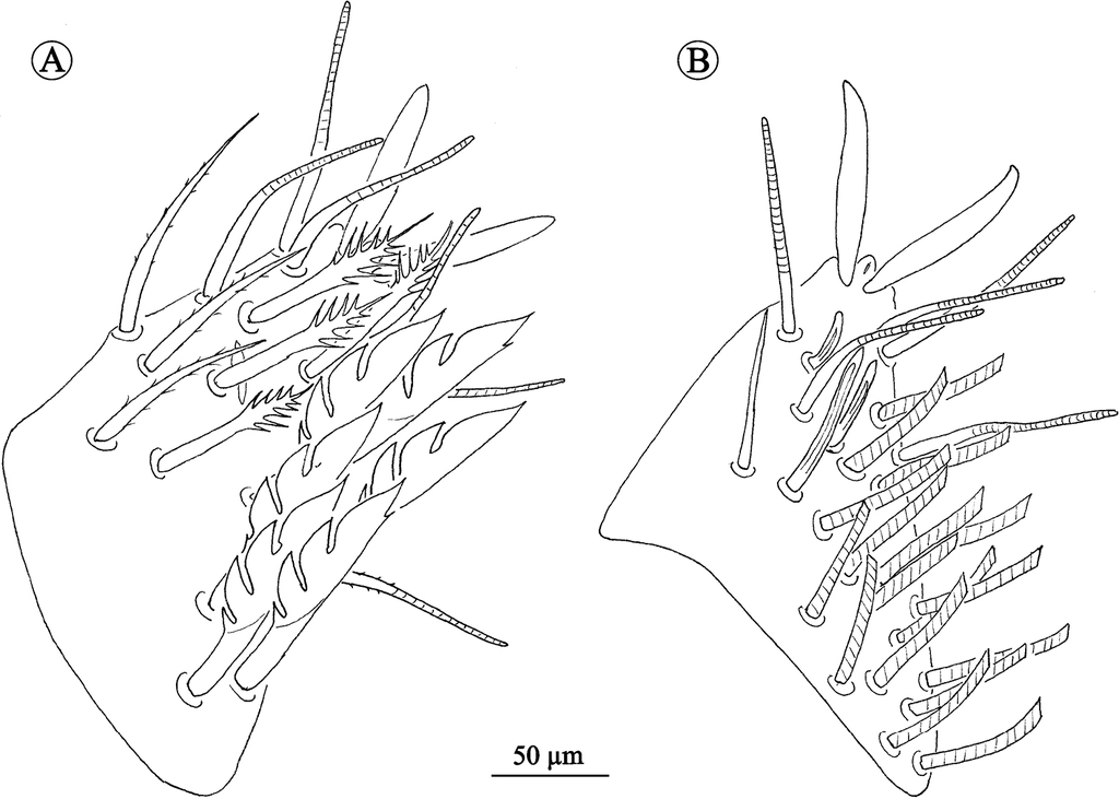 File:Neocarus spelaion (10.3897-subtbiol.27.25777) Figure 7.jpg