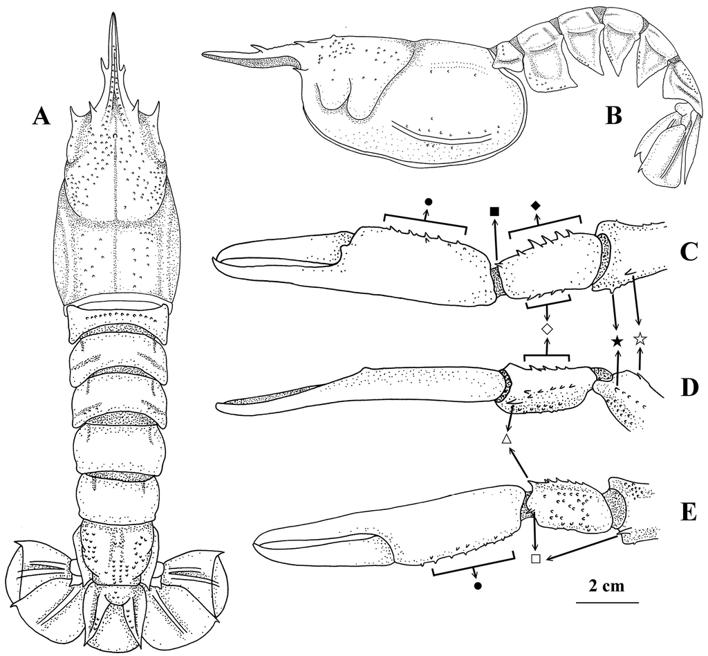 Deep-sea clawed lobster Nephropsis stewarti Wood-Mason, 1872