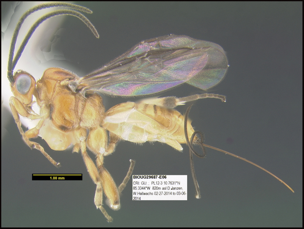 Minimalist revision and description of 403 new species in 11 subfamilies of  Costa Rican braconid parasitoid wasps, including host records for 219  species
