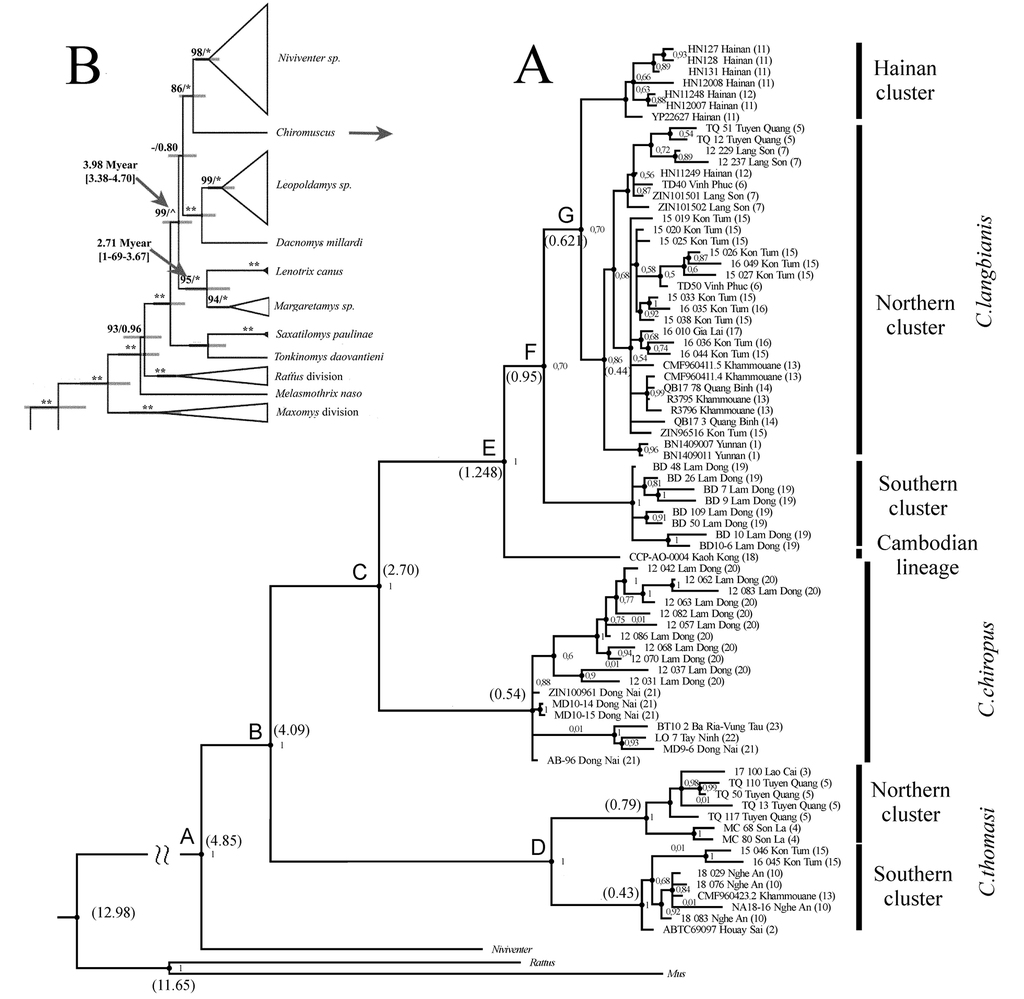 Distribution pattern and phylogeography of tree rats Chiromyscus 