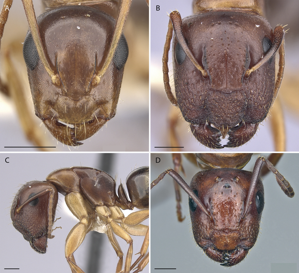 Generic revision of the ant subfamily Dorylinae (Hymenoptera