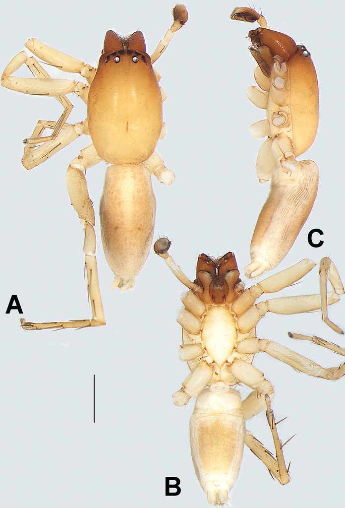 Taxonomic studies on the sac spider genus Clubiona (Araneae 