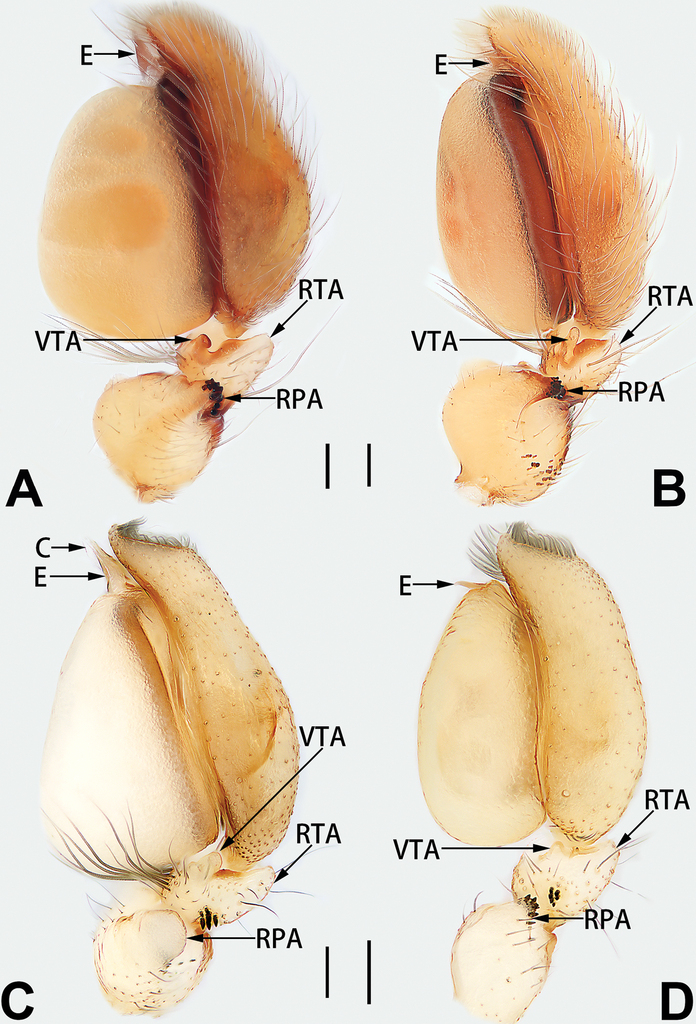 Taxonomic studies on the sac spider genus Clubiona (Araneae 