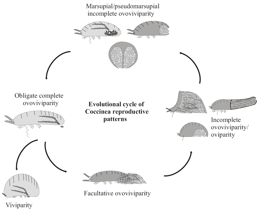 Egg retention, viviparity and ovoviviparity in Paraneoptera