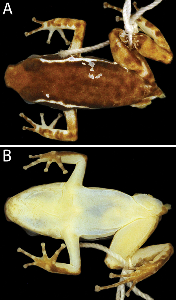 A new species of Leucostethus (Anura, Dendrobatidae) from Gorgona Island,  Colombia