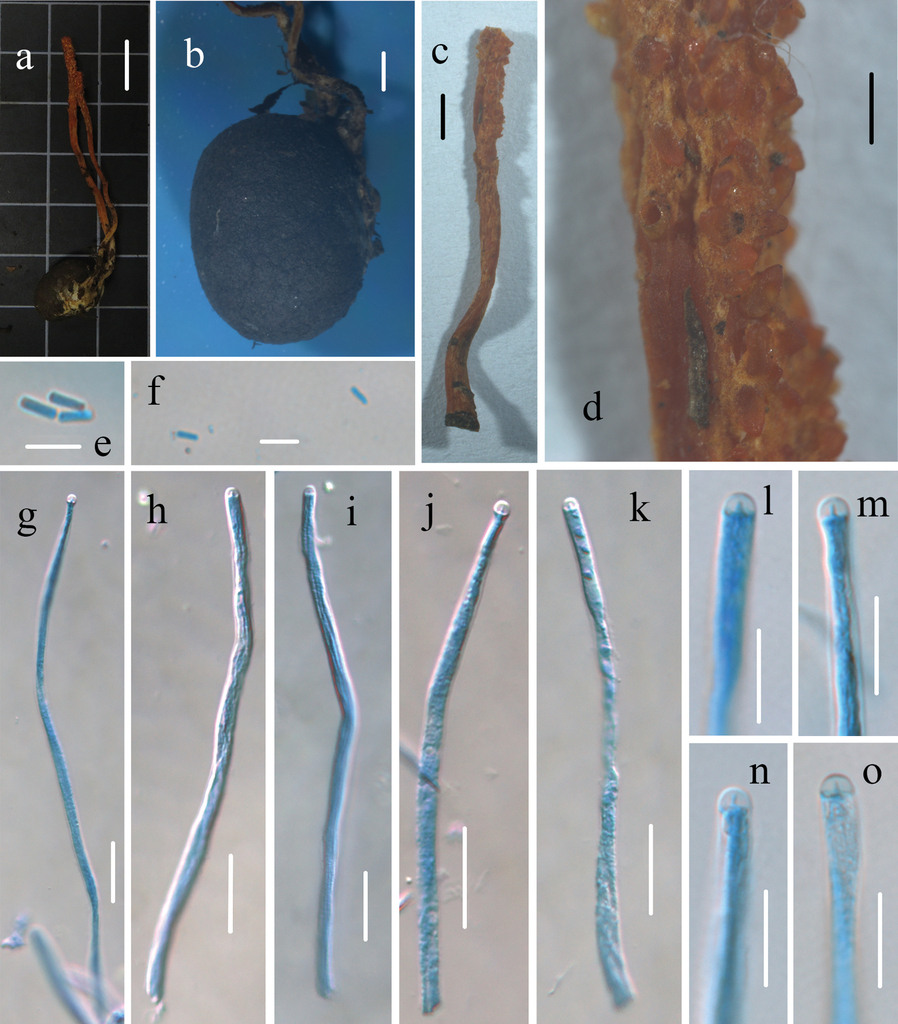 Morphology and molecular study of three new Cordycipitoid fungi 