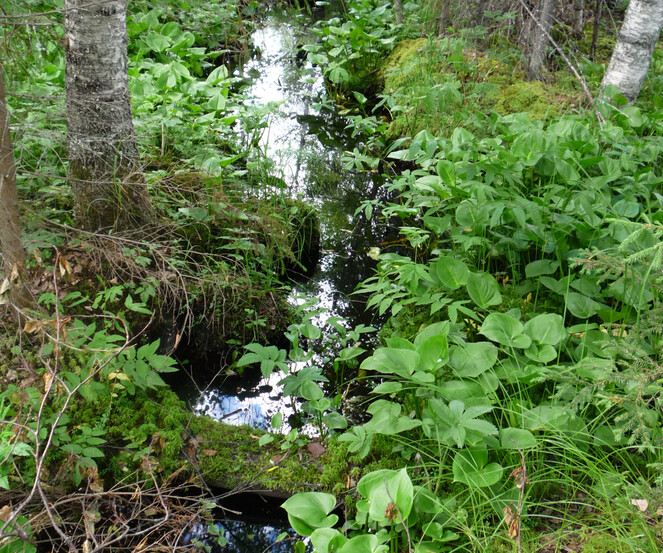 Biodiversity of a boreal mire, including its hydrographic network ...