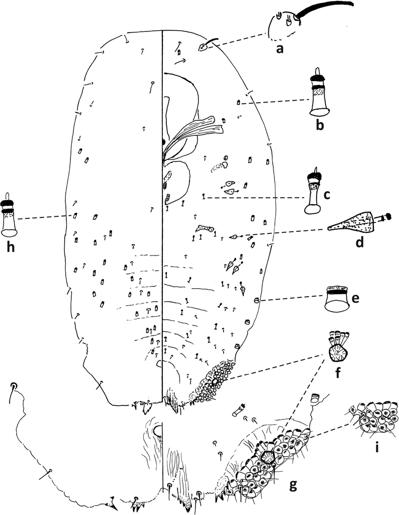 Taxonomic and identification review of adventive Fiorinia Targioni Tozzetti (Hemiptera, Coccomorpha, Diaspididae) of the United States