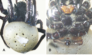 Taxonomic revision of the new spider genus Hortophora, the