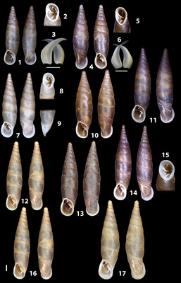﻿Morphological taxonomic genus revision of a investigation first Siciliaria Gastropoda, insights into and the genital 1867 a phylogeny the for as basis organs Clausiliidae) (Mollusca, Vest, of