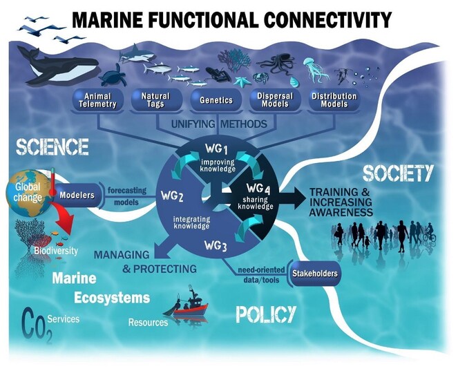 Unifying approaches to Functional Marine Connectivity for improved marine  resource management: the European SEA-UNICORN COST Action