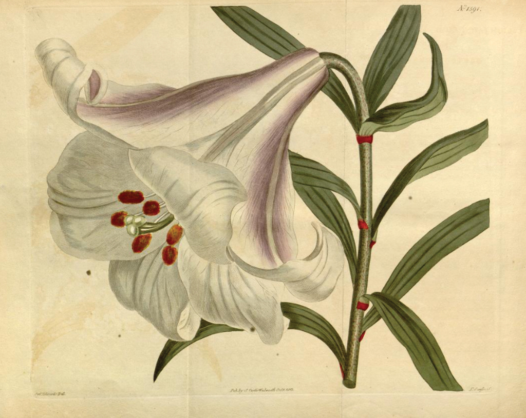 The history and typification of Lilium brownii A.Lemoinier (Liliaceae)