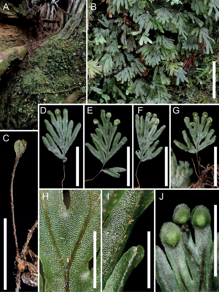 Hymenophyllum chamaecyparicola (Hymenophyllaceae), a new filmy 