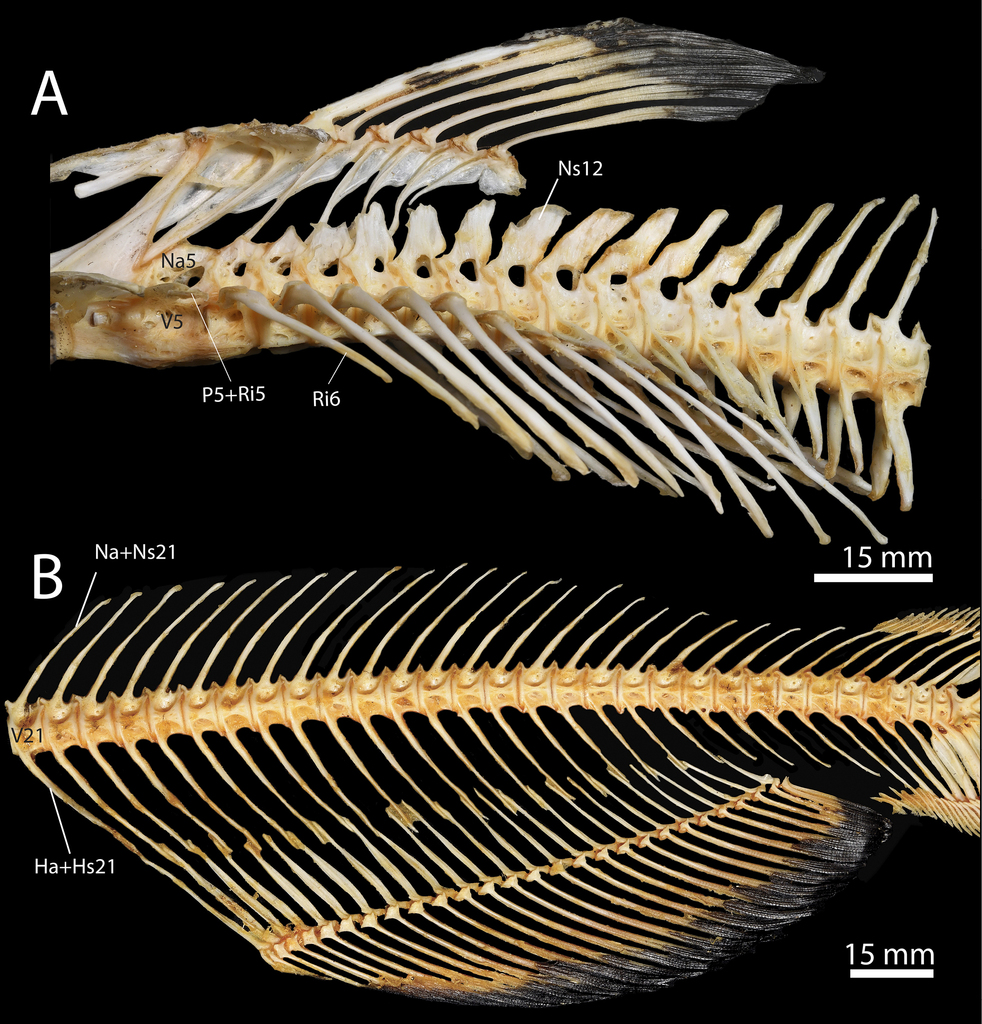 Developmental osteology of and (Siluriformes: Ictalurus homologies a with Ictaluridae) punctatus gyrinus bone of Noturus discussion siluriform