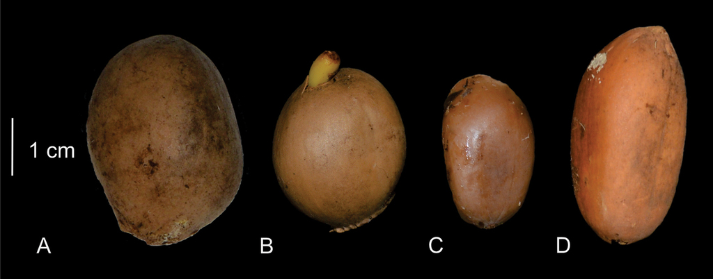 Monograph of Ceratozamia (Zamiaceae, Cycadales): an endangered genus