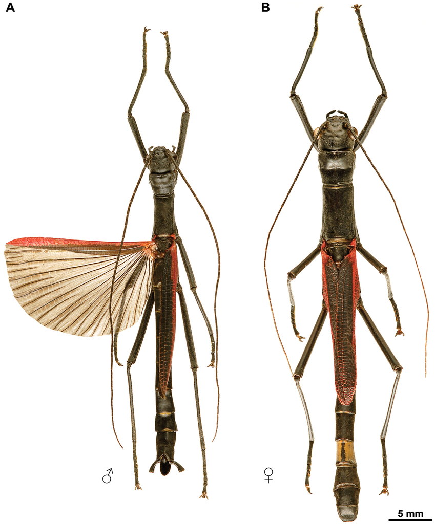 A black-and-red stick insect from the Philippines – observations