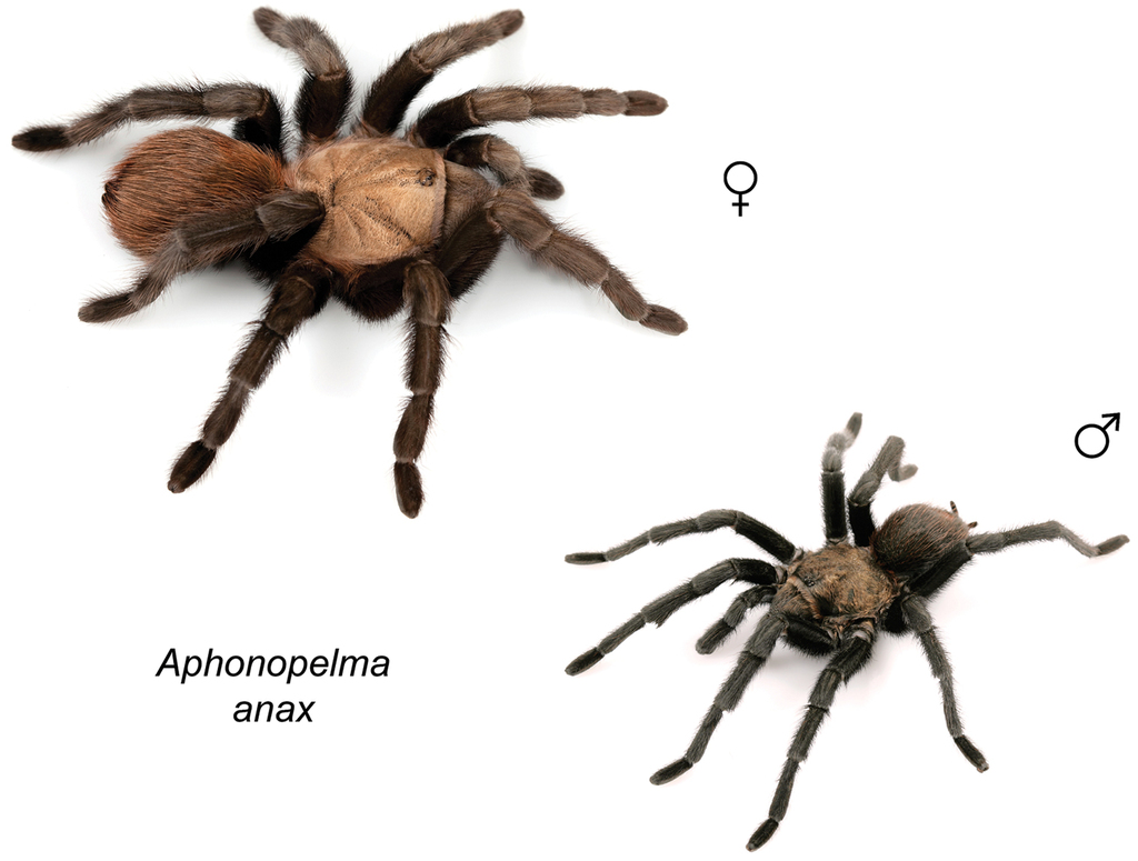 Taxonomic revision of the tarantula genus Aphonopelma Pocock, 1901 