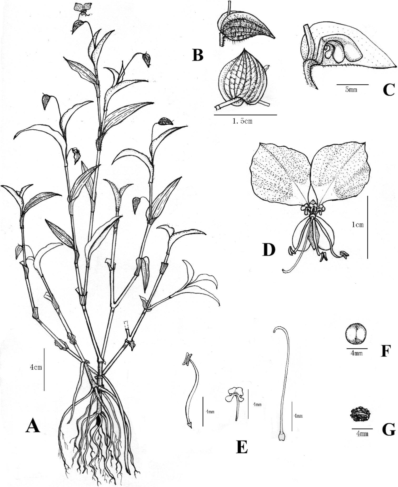 Commelina danxiaensis Q. Fan, Long Y. Wang & W. Guo 2023, sp. nov 