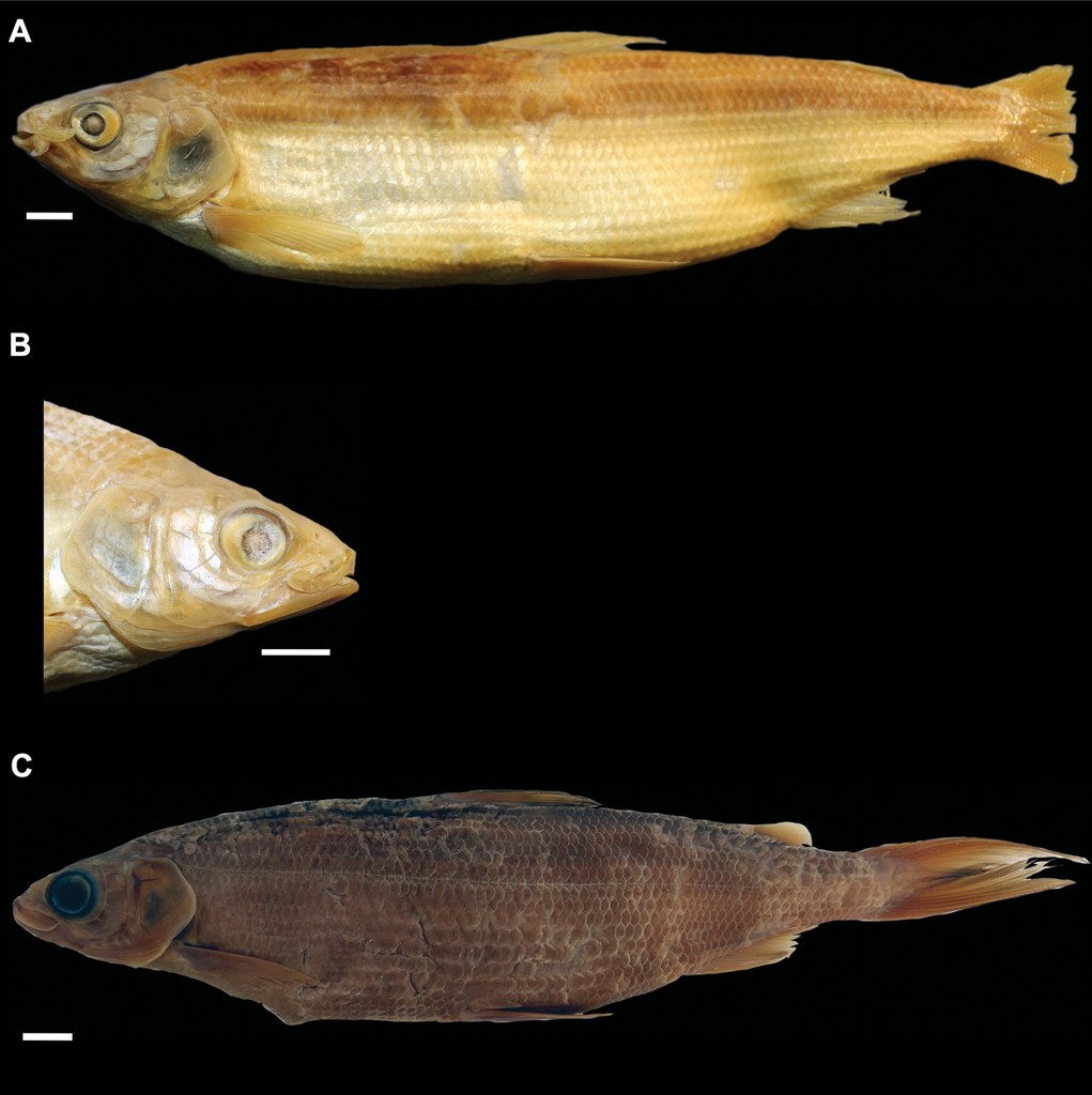 A taxonomic revision of ten whitefish species from the lakes Lucerne,  Sarnen, Sempach and Zug, Switzerland, with descriptions of seven new  species (Teleostei, Coregonidae)