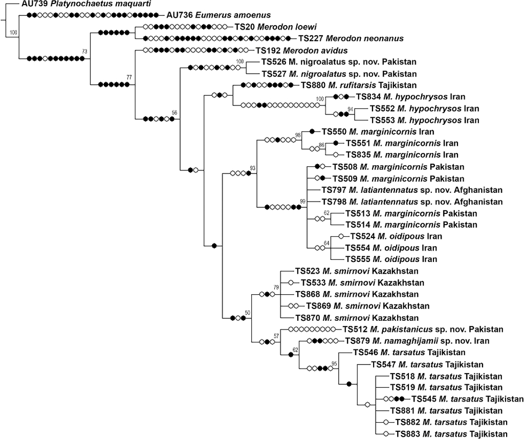 Taxonomic revision of the Merodon tarsatus species group (Diptera