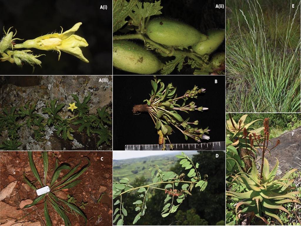 An annotated plant checklist of the transboundary volcanic Mt