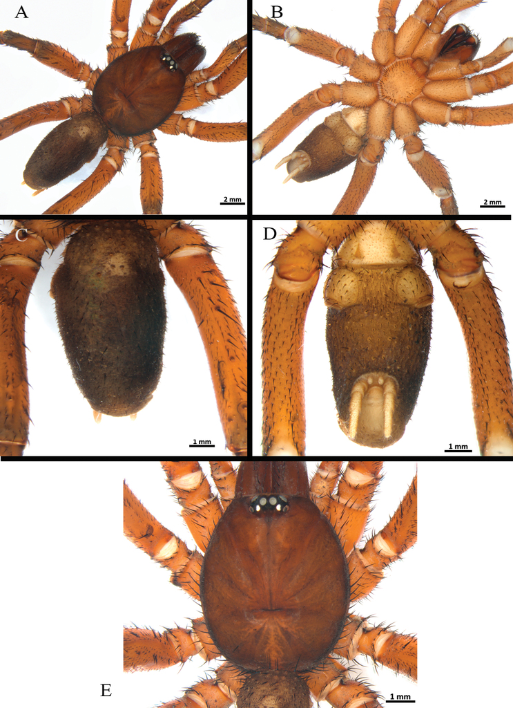 Four new species of mygalomorph spiders (Araneae, Halonoproctidae and  Theraphosidae) from the Colombian Pacific region (Bahía Solano, Chocó)