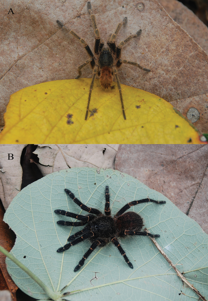 Four new species of mygalomorph spiders (Araneae, Halonoproctidae and  Theraphosidae) from the Colombian Pacific region (Bahía Solano, Chocó)